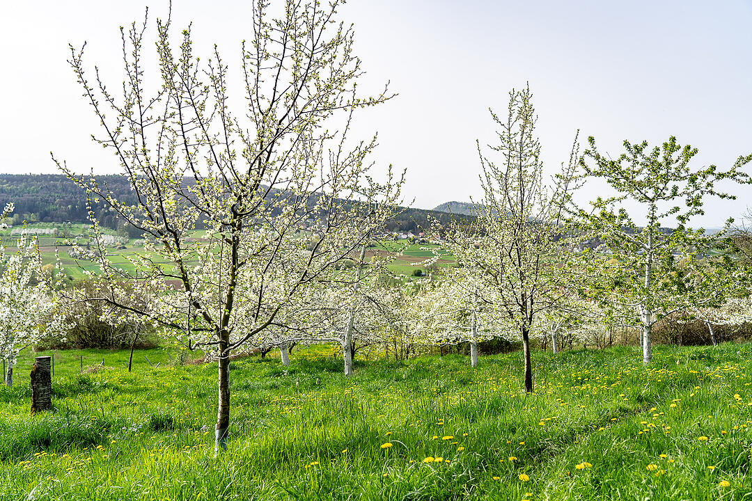 Unterwegs auf dem Kirschenweg.
