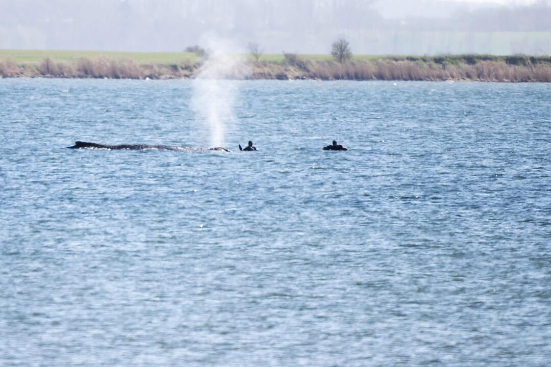 Buckelwal liegt weiter in Wismarer Bucht