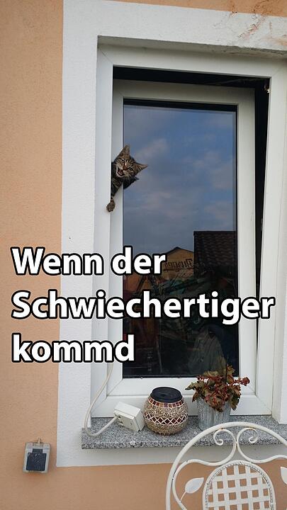 29 fränkische Katzen, die dich verstehen