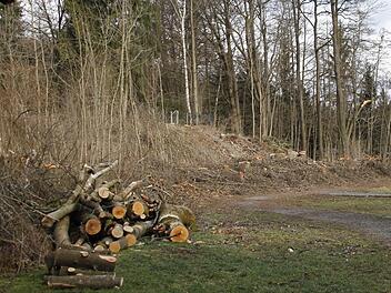 An der Nordseite des Stadtparks wurden kürzlich große Bäume massiv abgeholzt. Fotos: Klaus Klaschka