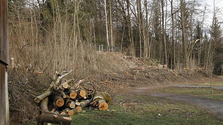 An der Nordseite des Stadtparks wurden kürzlich große Bäume massiv abgeholzt. Fotos: Klaus Klaschka