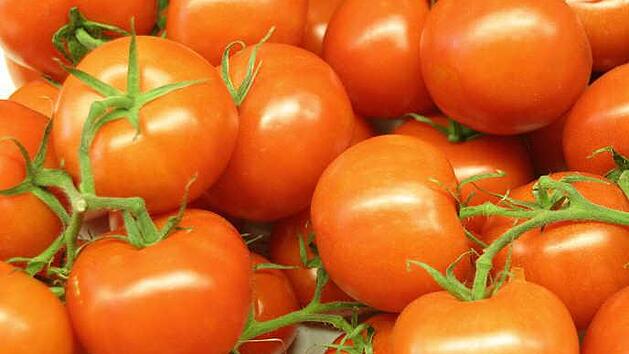 Um solche schönen Tomaten zu ernten, muss man das Saatgut pflegen. (Symbolfoto: Archiv)