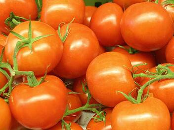 Um solche schönen Tomaten zu ernten, muss man das Saatgut pflegen. (Symbolfoto: Archiv)