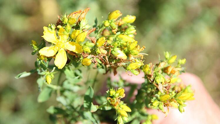 Die Heilpflanze Johanniskraut  Foto: Friedwald Schedel