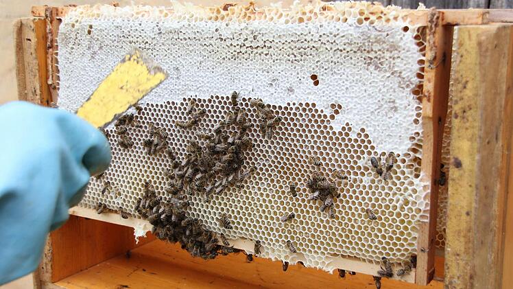 Die Honigwabe ist schon ordentlich gefüllt, zum Teil mit Wachs versiegelt. Das sieht der Imker an der weißen Schicht.  Foto: Friedwald Schedel