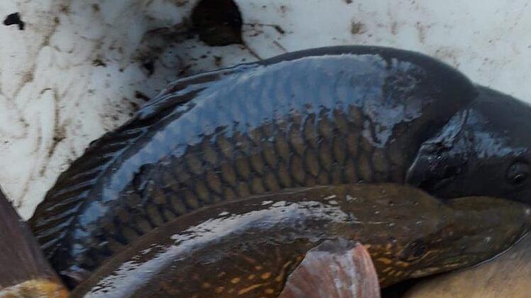 Rund 200 Kilo Weißfisch wurden dem See entnommen,  vier große Hechte, Barsche, Brachsen und  viele stattliche Karpfen.Sven Kaps