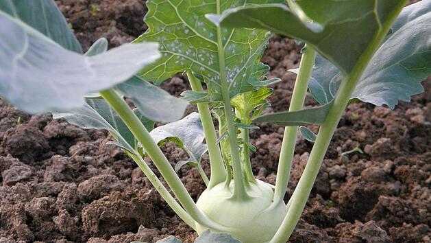 Kohlrabi aus dem eigenen Garten? Das geht!