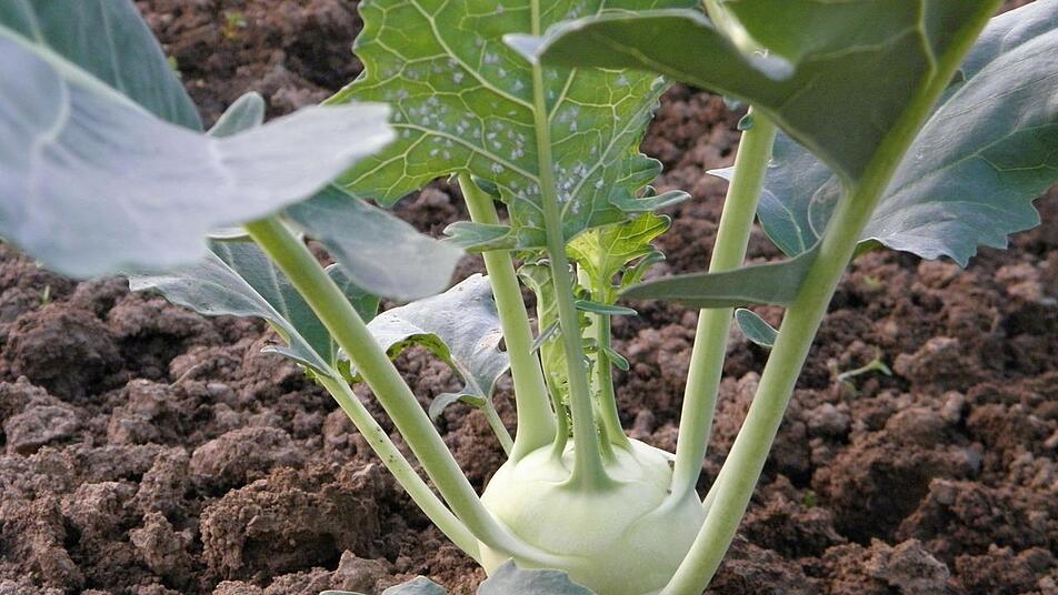 Kohlrabi im eigenen Garten anbauen, pflanzen und ernten So gesund ist