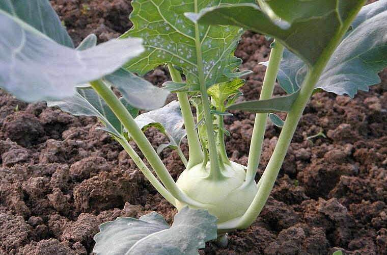 Kohlrabi im eigenen Garten anbauen, pflanzen und ernten: So gesund ist er  wirklich