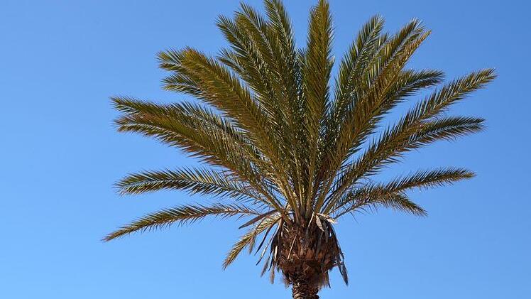 Die Palme hatte es dem Studenten in Bayreuth angetan. Foto: Bernhard Staerck, pixabay.de