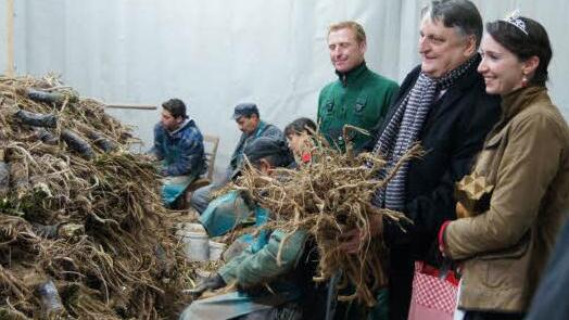 Meerrettichkönigin Isabella und Landrat Eberhard Irlinger ließen sich von Gerhard Kerschbaum den Stand der Ernte zeigen. Foto: Heike Reinersmann