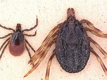 F&uuml;nfmal so gro&szlig; wie die heimische Zecke: Die tropische Hyalomma-Zecke