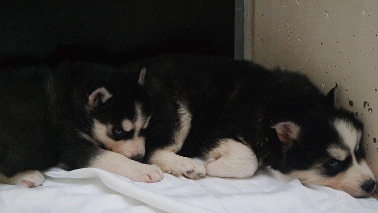 Foto vom Dezember 2018: Das Tierheim Nürnberg kümmerte sich um sechs Welpen aus dem illegalen Hundetransport. Foto: Tierheim Nürnberg