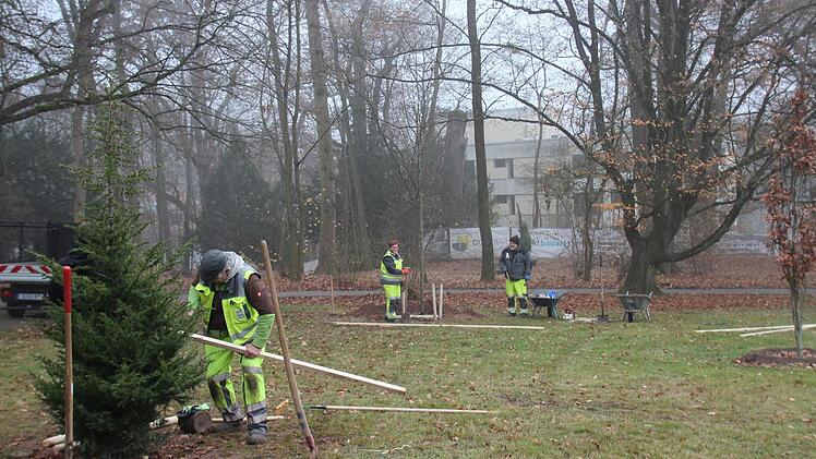 Am Donnerstag wurde damit begonnen, einen Sichtschutz in Richtung Hofgarten zu pflanzen.Oliver Schmidt