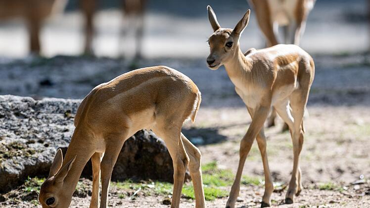 Tiergarten Nürnberg: Vier Jungtiere geboren - Zwei Antilopen-Arten in gemeinsamer Anlage zu beobachten