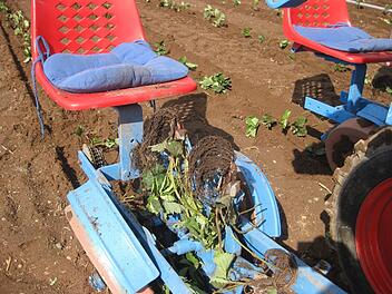 "Sind die &auml;rmsten Schweine": Bauern vernichten Erdbeerernte - fr&auml;nkische Landwirtin erkl&auml;rt prek&auml;re Lage