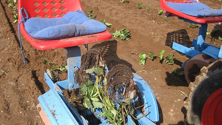 "Sind die ärmsten Schweine": Bauern vernichten Erdbeerernte - fränkische Landwirtin erklärt prekäre Lage