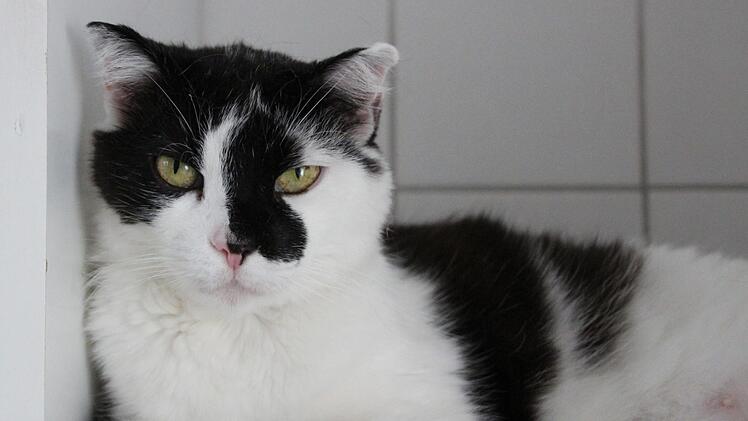 Katzendame Kira wartet seit einem Jahr auf ein neues Frauchen oder Herrchen. Foto: Julia Heimberger