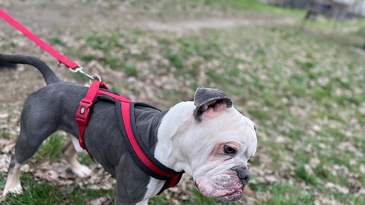 Besitzerin bindet Hund einfach an Tierheim Erlangen an - Influencerin macht sie ausfindig