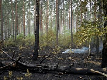 Weitere Entwicklung beim Waldbrand im M&uuml;ritz-Nationalpark