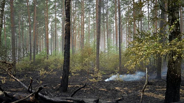 Weitere Entwicklung beim Waldbrand im M&uuml;ritz-Nationalpark