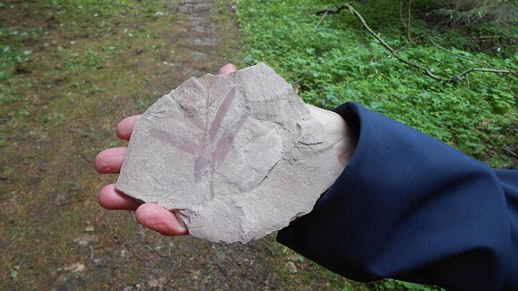 Fundstück aus dem Weißen Jura.