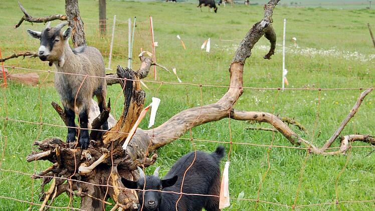 Mit seinen Ziegen und Kälbern vom Biohof kommt das Landwirtsehepaar Judith und Markus Hartmann im "rollenden Bauernhof" am 15. Juni zur Unteren Saline.