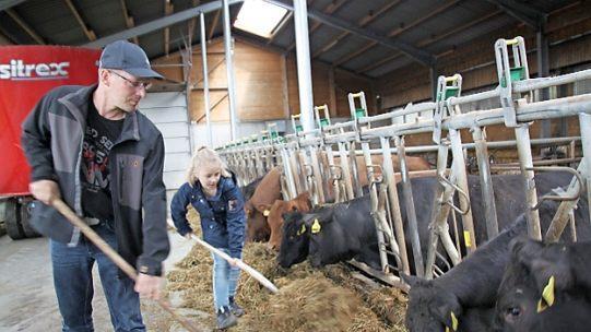 Michael Greim (hier mit Tochter Alisa beim Kühefüttern) ist mit der Ernte zufrieden. Foto: Jochen Nützel/Archiv