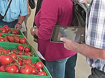 Besonders die Tomaten in all ihrer Sortenvielfalt und roten Pracht lockten die Freizeitgärtner zum Geschmackstest. Foto: Marion Krüger-Hundrup