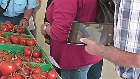Besonders die Tomaten in all ihrer Sortenvielfalt und roten Pracht lockten die Freizeitgärtner zum Geschmackstest. Foto: Marion Krüger-Hundrup