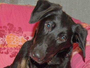 Der Welpe "Nicolausi": Er ist momentan "&auml;rmster und bedauernswertester Hund der Tierhilfe Franken". Foto: Tierhilfe Franken