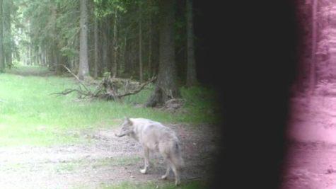 Dieser Wolf lief bereits am 19. Mai am Rauschenberg bei Marienroth in eine Fotofalle. Foto: Landratsamt Kronach
