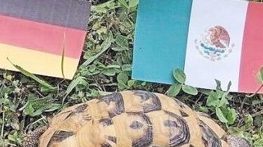 Die Schildkröte Spike versucht sich als Tierorakel. Kann ihr Tier das auch? Foto: Lisa Kieslinger