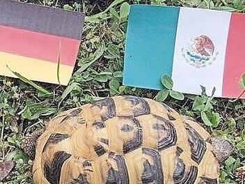 Die Schildkröte Spike versucht sich als Tierorakel. Kann ihr Tier das auch? Foto: Lisa Kieslinger