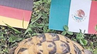 Die Schildkröte Spike versucht sich als Tierorakel. Kann ihr Tier das auch? Foto: Lisa Kieslinger