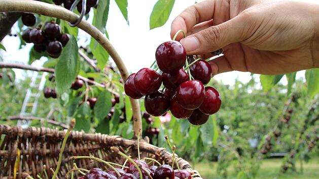 Die frisch gepfl&uuml;ckten fr&auml;nkischen S&uuml;&szlig;kirschen konkurrieren in den Lebensmittel-M&auml;rkten oft mit billigeren Importen: Ein ungerechter Preiskampf, meinen viele Obstbauern aus der Region Forchheim. Der Chef von Franken Obst in Igensdorf schl&auml;gt Alarm. Foto: Ronald Heck
