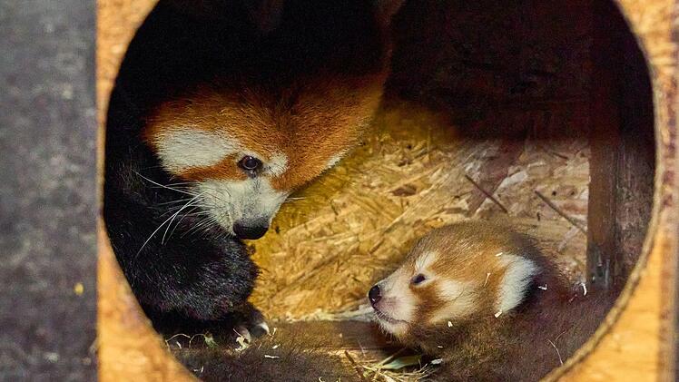 Rote Pandas im Klever Tierpark geboren