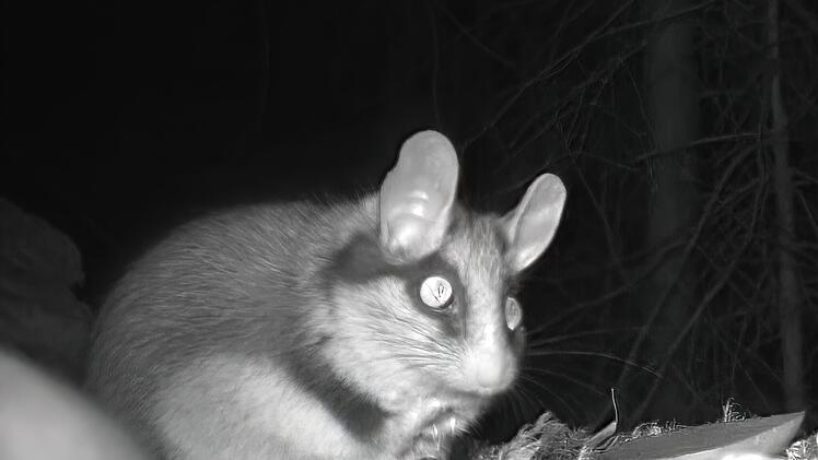 Sensationsfoto von "Zorro"-Tier aus Bayerischem Wald - Jahrzehnte f&uuml;r verschwunden gehalten