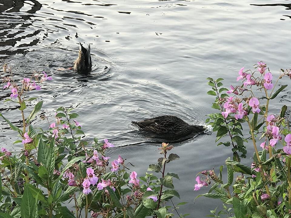 Die schönsten Fotos im August aus Forchheim und Umgebung
