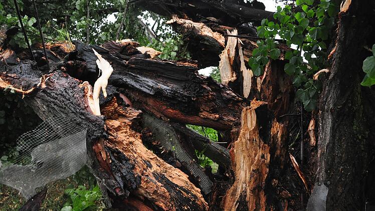 Deutlich zu sehen sind die Brandspuren an der Linde in Nüdlingen.