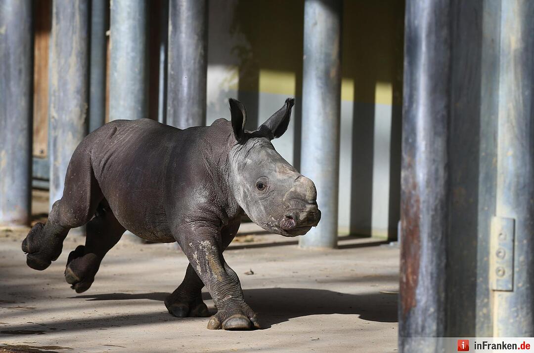 Nashorn-Nachwuchs in Augsburg