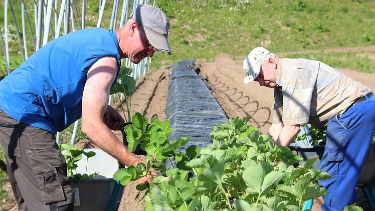 Vom Glashaus wandern die Erdbeerpflanzen auf's Feld und werden mit Tunnelröhren abgedeckt.