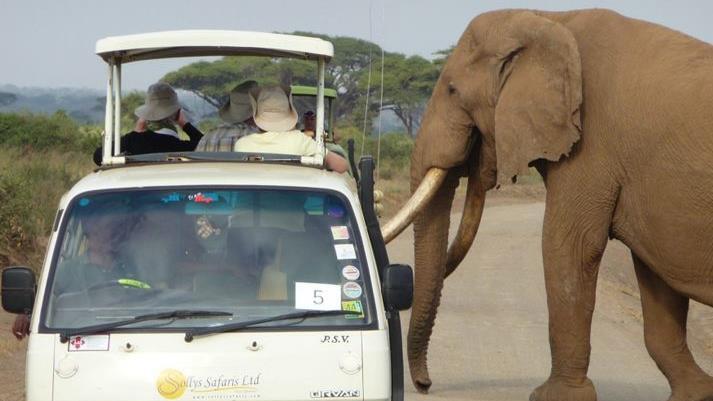 Manchmal kommen die Tiere im Nationalpark Tsavo Ost bis ans Safariauto - wie hier ein Elefant.Günther Schneider