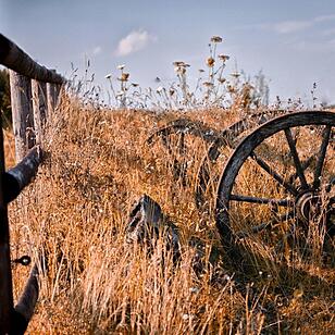 Großbuchfeld / Hitze. Foto: Markus Zweig