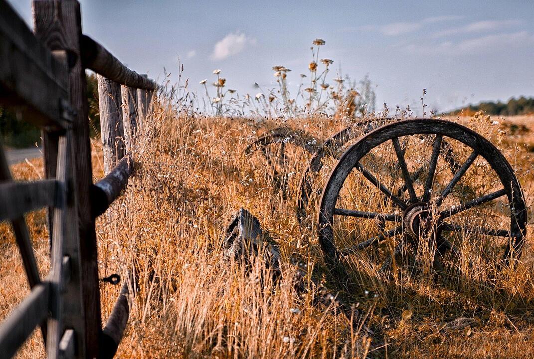 Großbuchfeld / Hitze. Foto: Markus Zweig