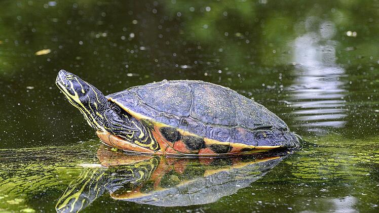 Rotwangen- und Gelbwangenschmuckschildkröten gelten europaweit als invasive Arten. Zu Hauf wurden sie in der Vergangenheit bei uns in sämtlichen Gewässern ausgesetzt.