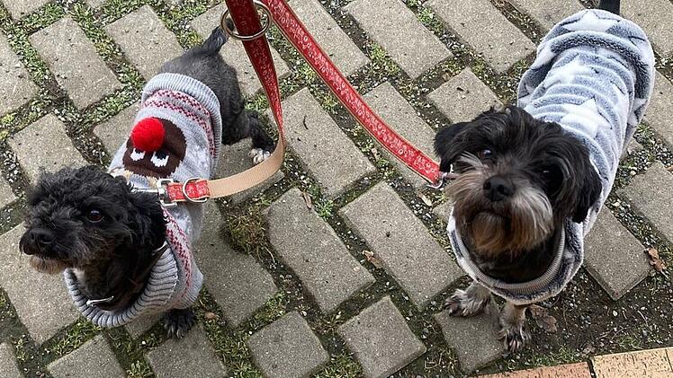 Tierheim Bamberg startet Aufruf f&uuml;r Charlie und Sammy