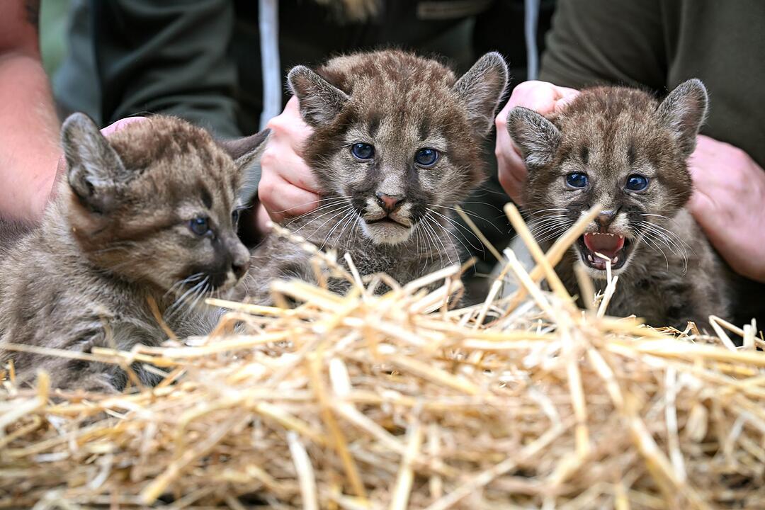 Neugeborene Puma-Drillinge im Tierpark Str&ouml;hen