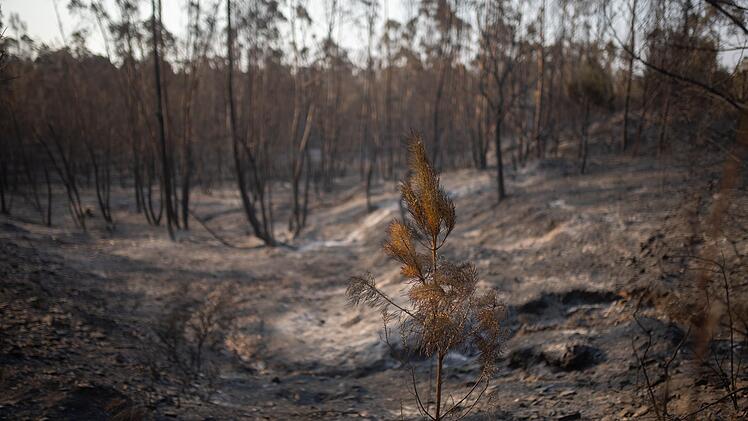 Waldbrand in Spanien