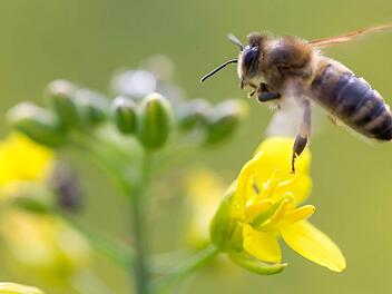 Bienen freuen sich über duftende Kräuter. Foto: dpa